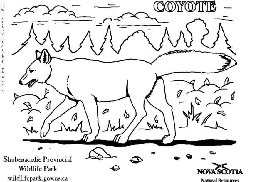 Disegno da colorare coyote