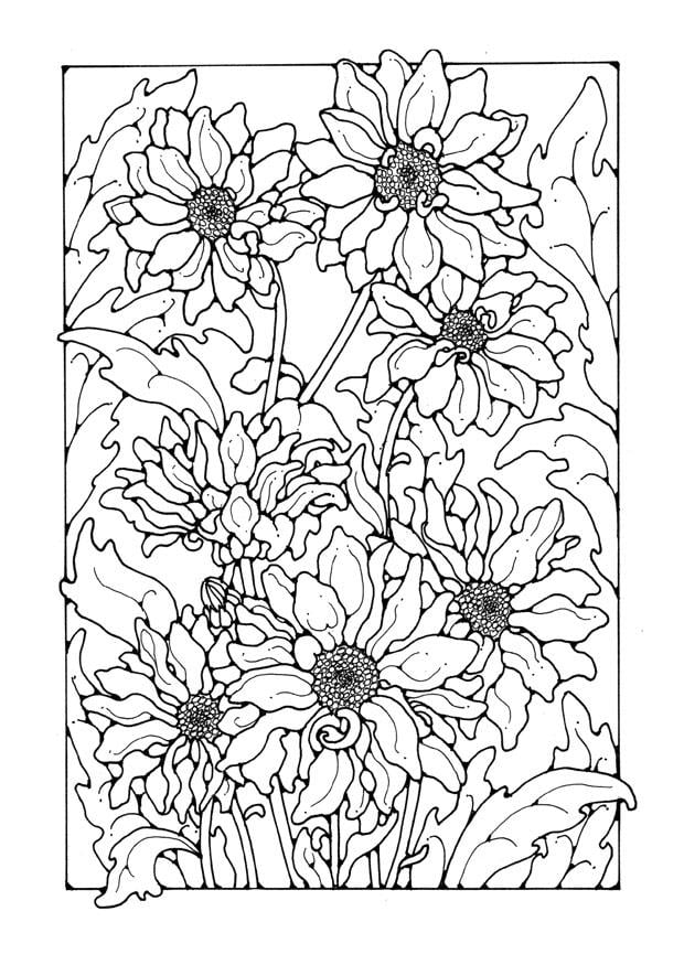 Disegno da colorare crisantemi