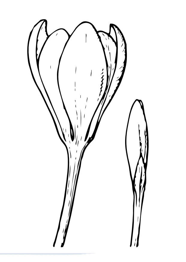 Disegno da colorare crocus