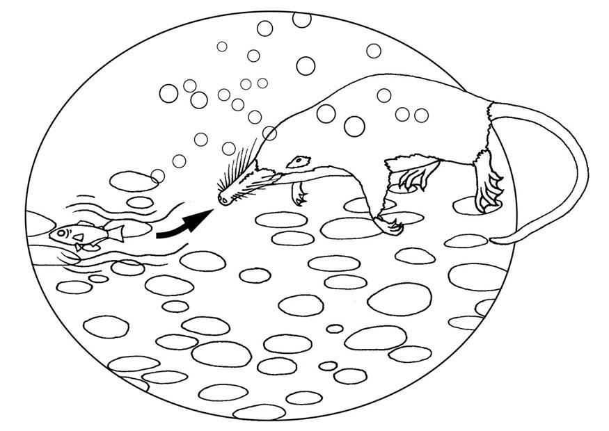 Disegno da colorare desman