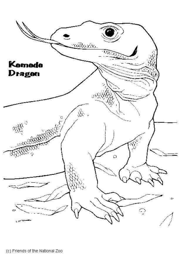 Disegno da colorare drago di komodo