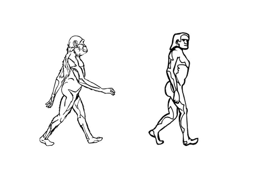 Disegno da colorare evoluzione