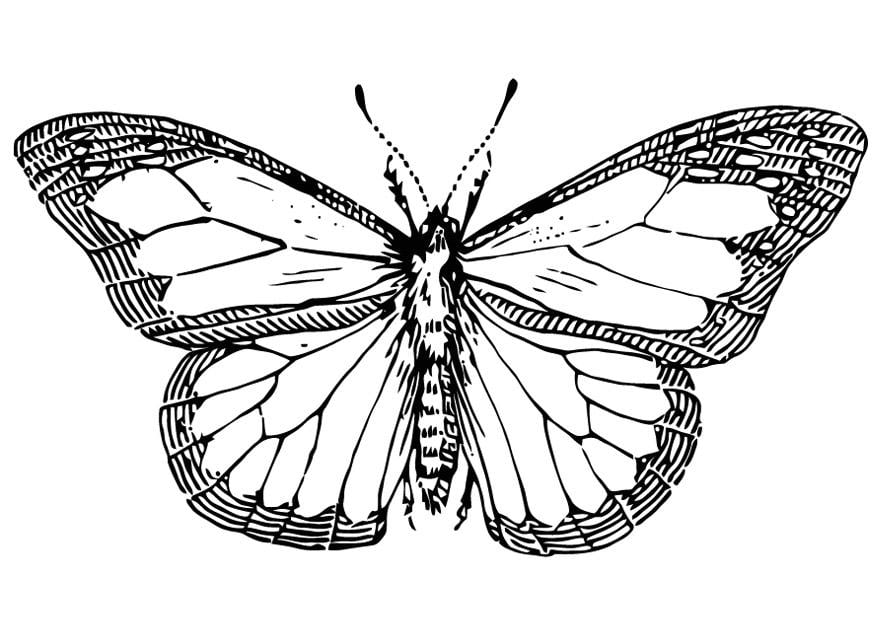 Disegno da colorare farfalla