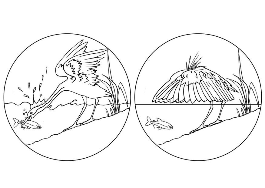 Disegno da colorare garzaladra che cattura pesci