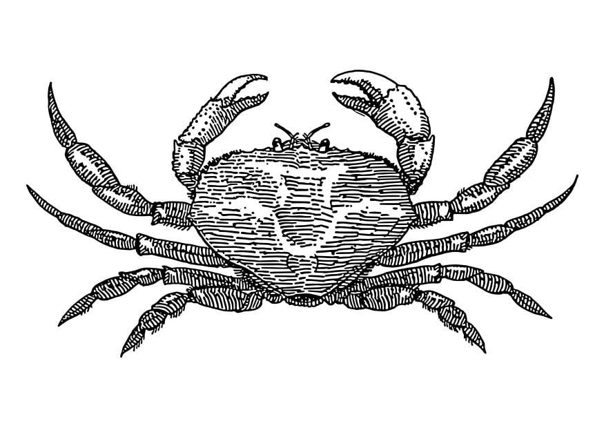 Disegno da colorare granchio