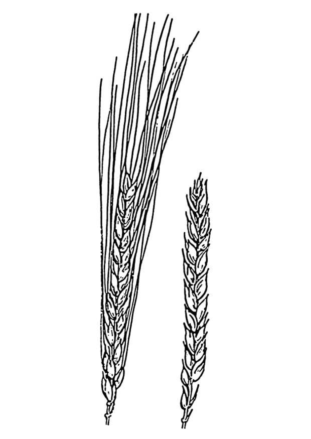 Disegno da colorare grano