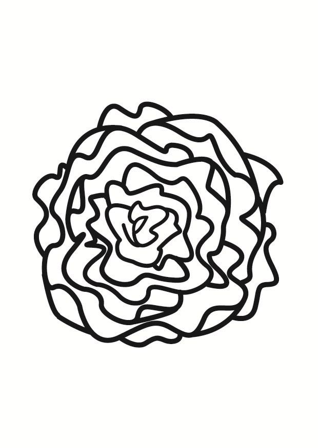 Disegno da colorare lattuga