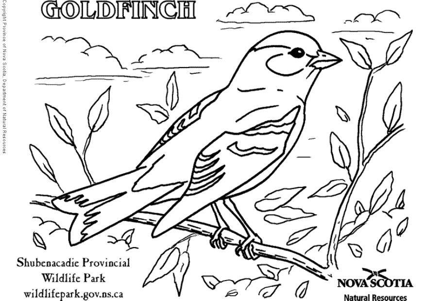 Disegno da colorare lucherino