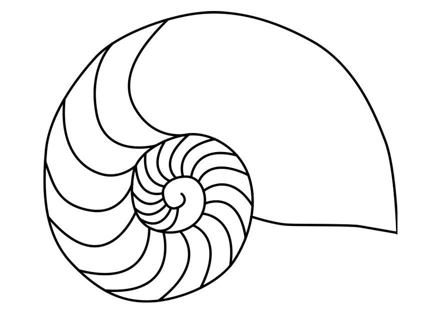 Disegno da colorare mollusco nautilus