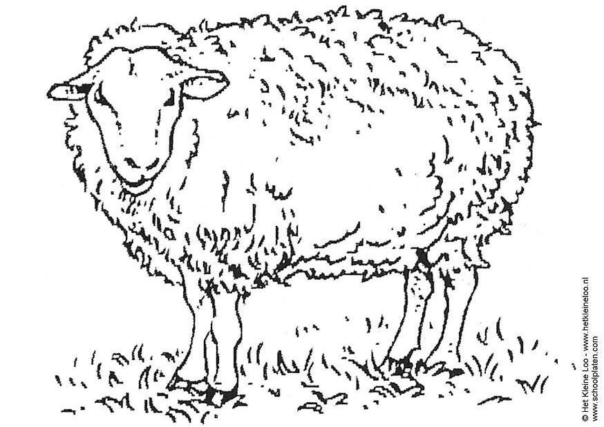 Disegno da colorare montone