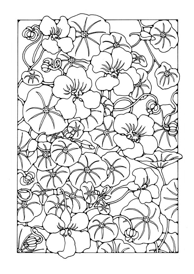 Disegno da colorare nasturzio