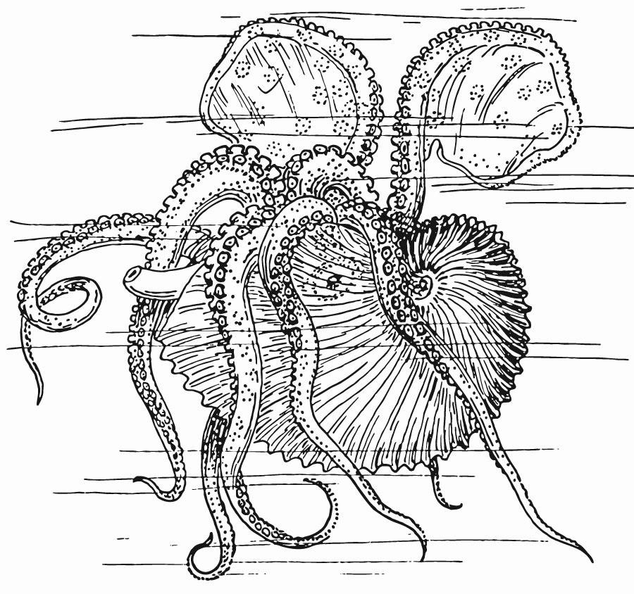 Disegno da colorare nautilus - calamaro