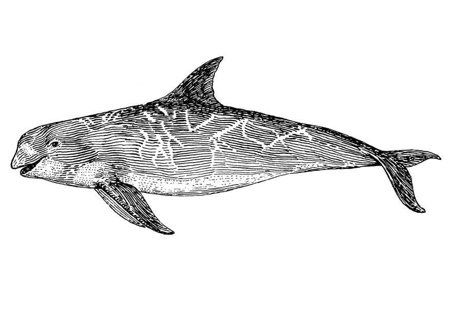 Disegno da colorare orca