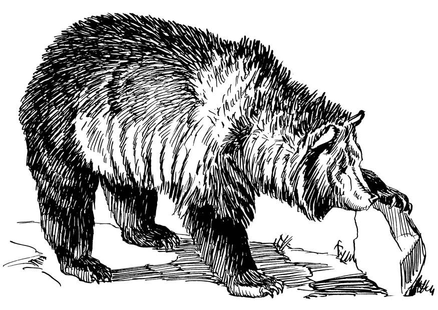 Disegno da colorare orso