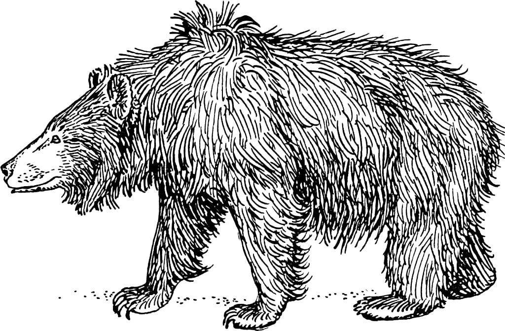 Disegno da colorare orso labiato