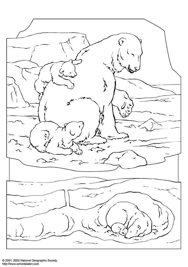 Disegno da colorare orso polare