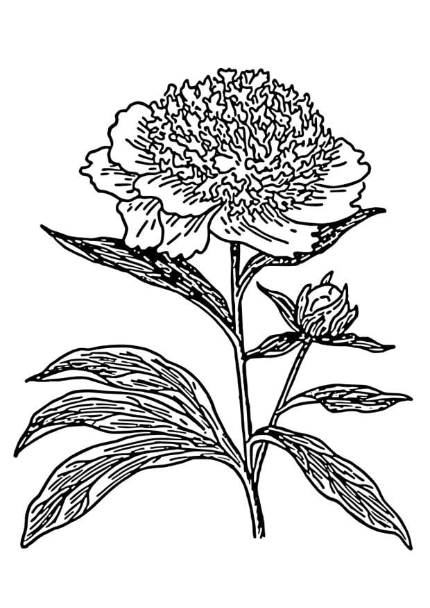 Disegno da colorare peonia