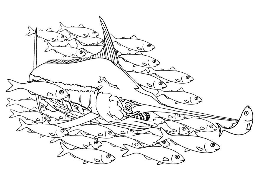 Disegno da colorare pesce spada