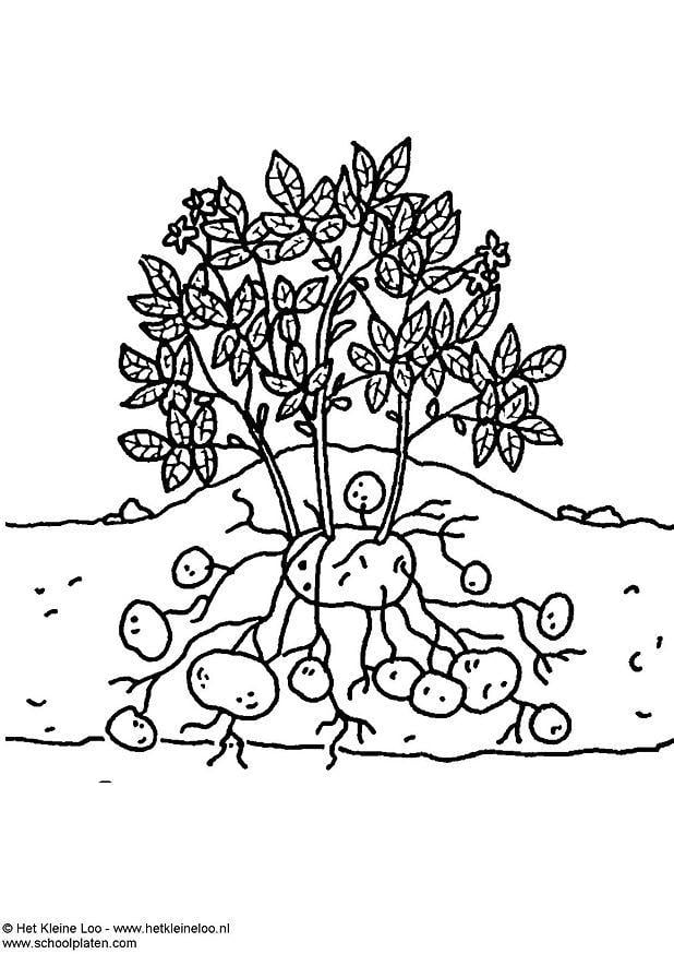 Disegno da colorare pianta da patata
