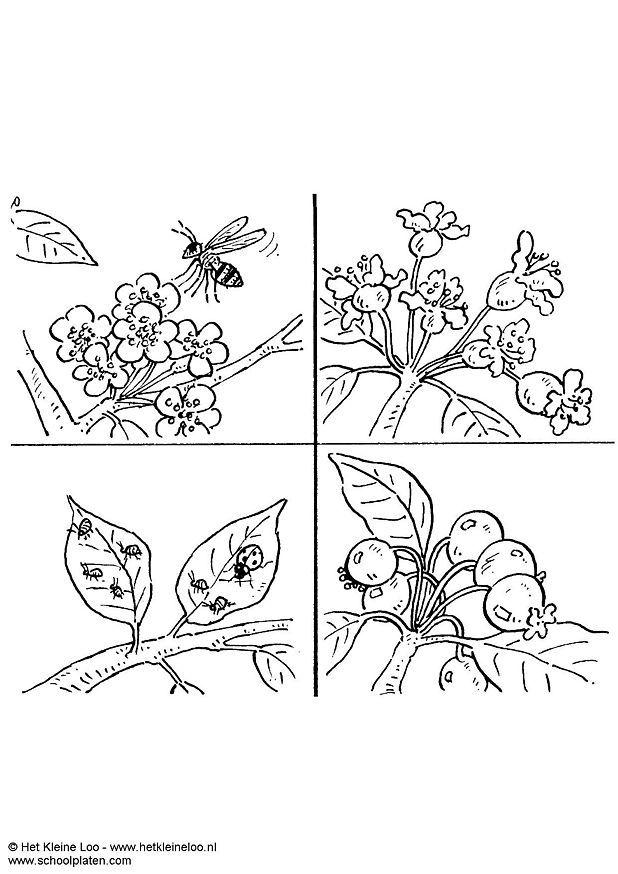 Disegno da colorare pollini