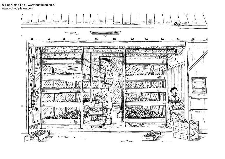 Disegno da colorare produzione funghi