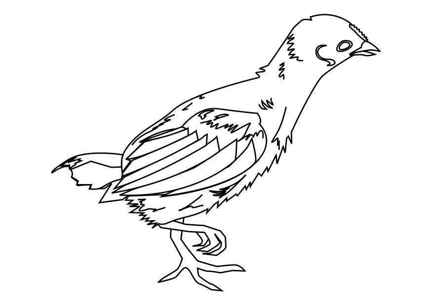 Disegno da colorare pulcino