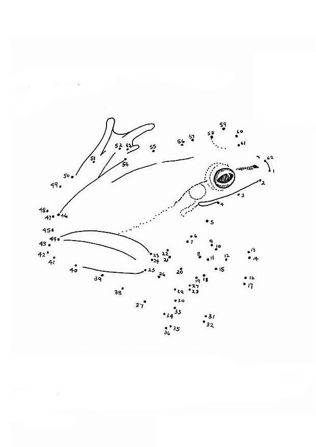 Disegno da colorare rana