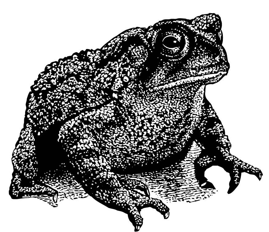 Disegno da colorare rospo