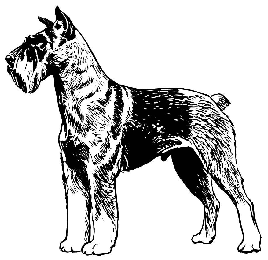 Disegno da colorare schnauzer