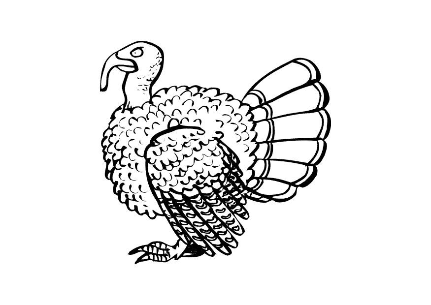 Disegno da colorare tacchino