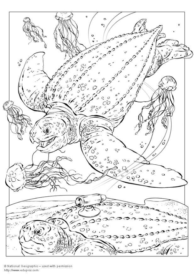 Disegno da colorare testuggine