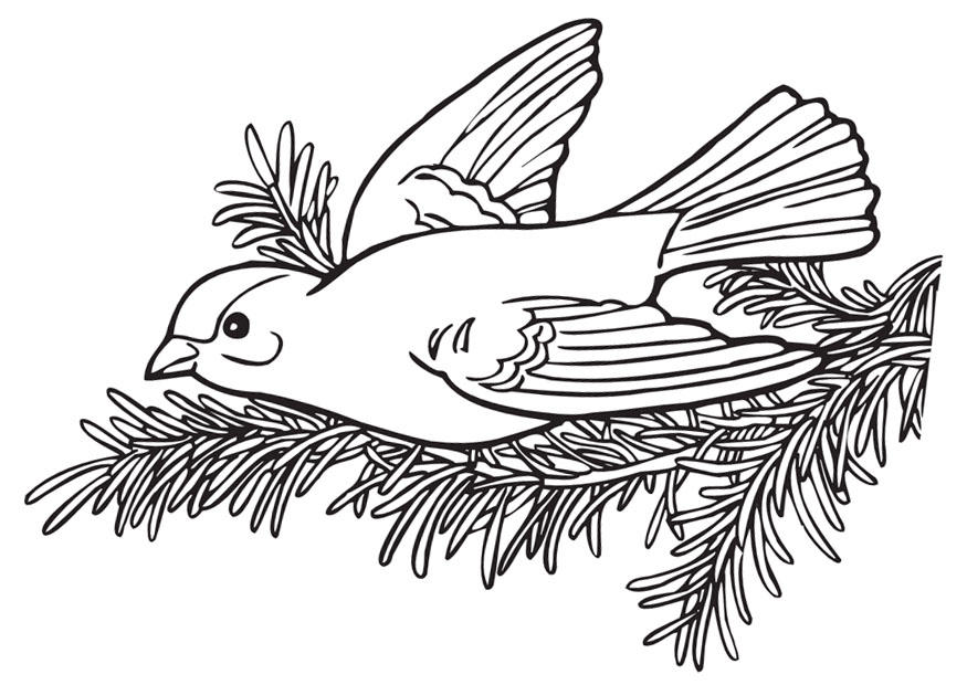 Disegno da colorare uccellino