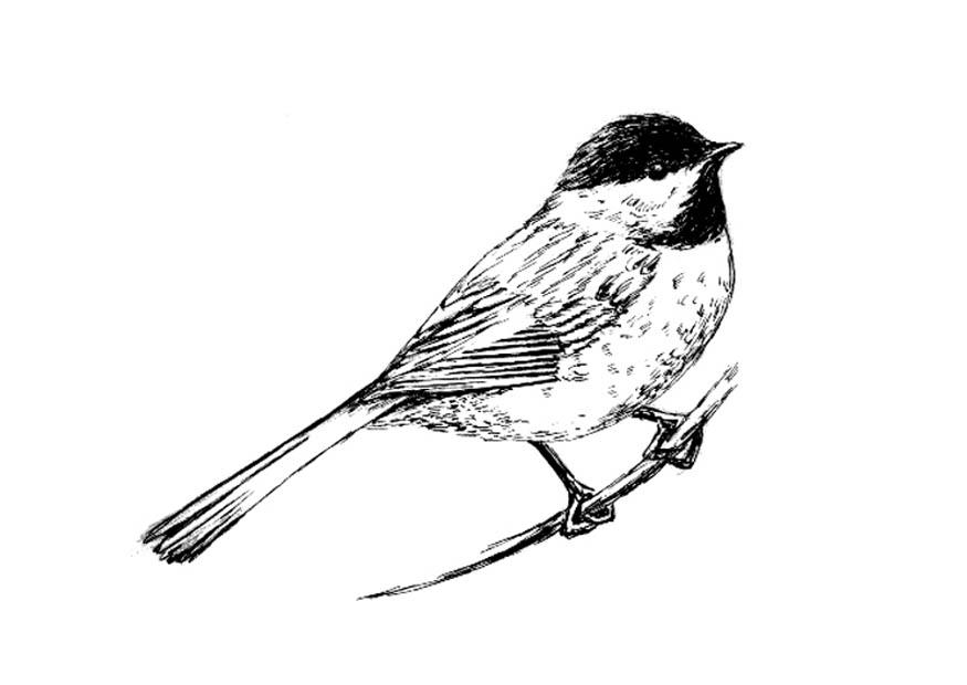 Disegno da colorare uccello -  carbonero dal cappuccio nero