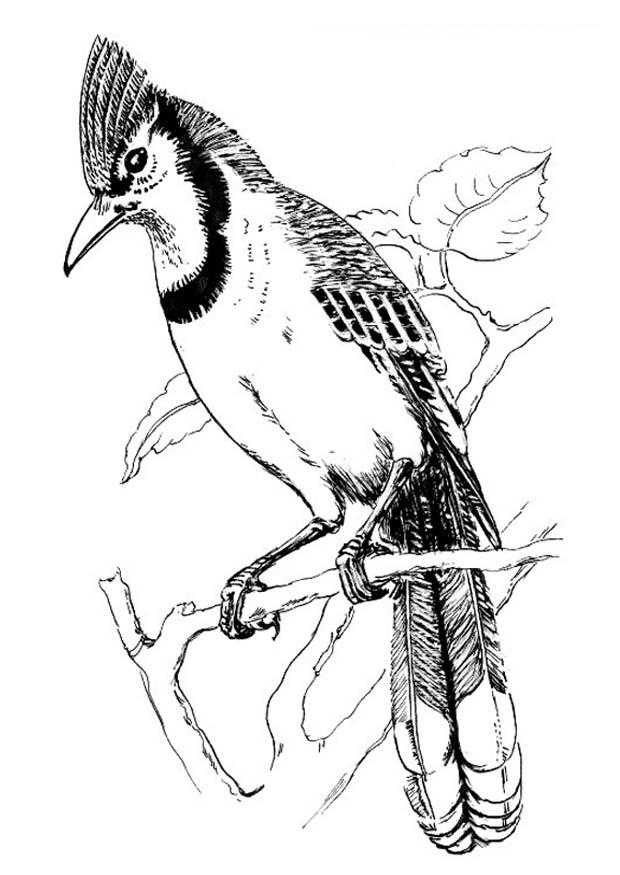 Disegno da colorare uccello - ghiandaia azzurra
