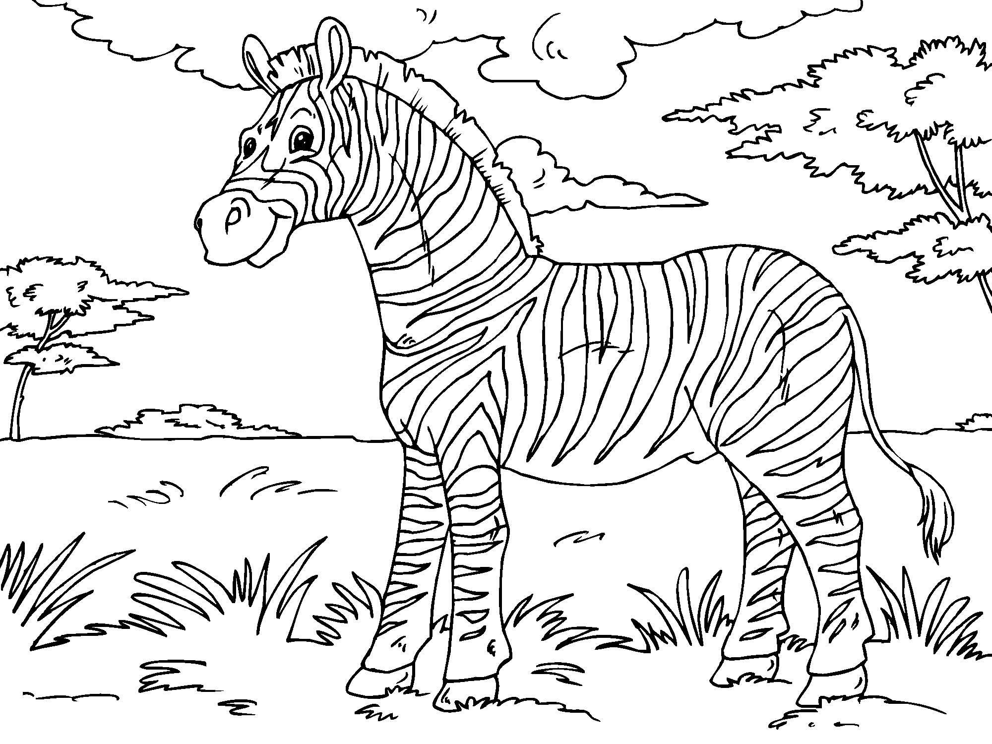 Disegno da colorare zebra