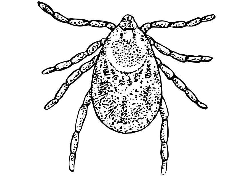 Disegno da colorare zecca