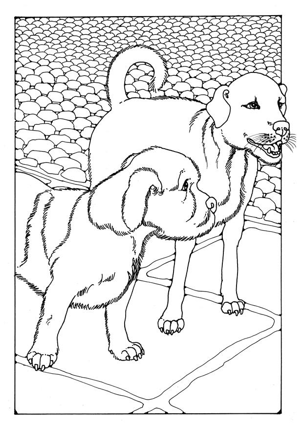 due cani Disegno da colorare due cani