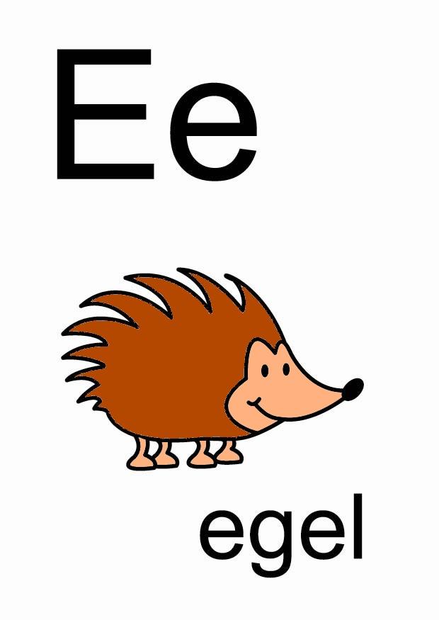 e immagine e