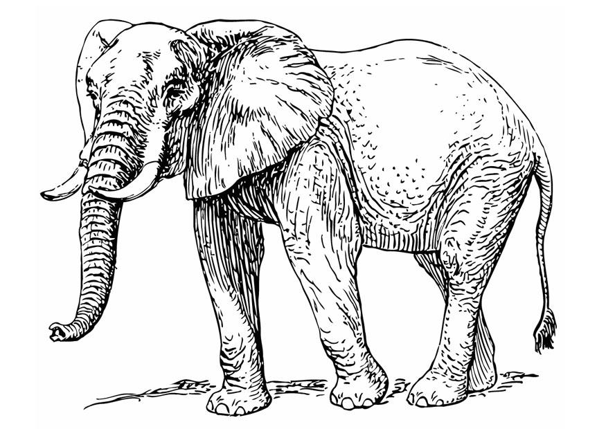 elefante Disegno da colorare elefante