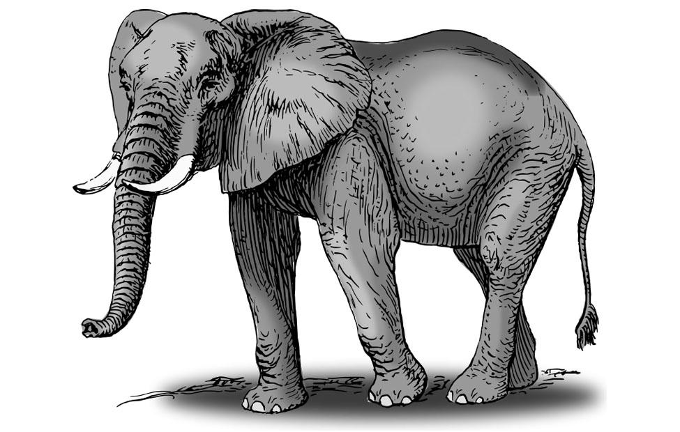 elefante immagine elefante