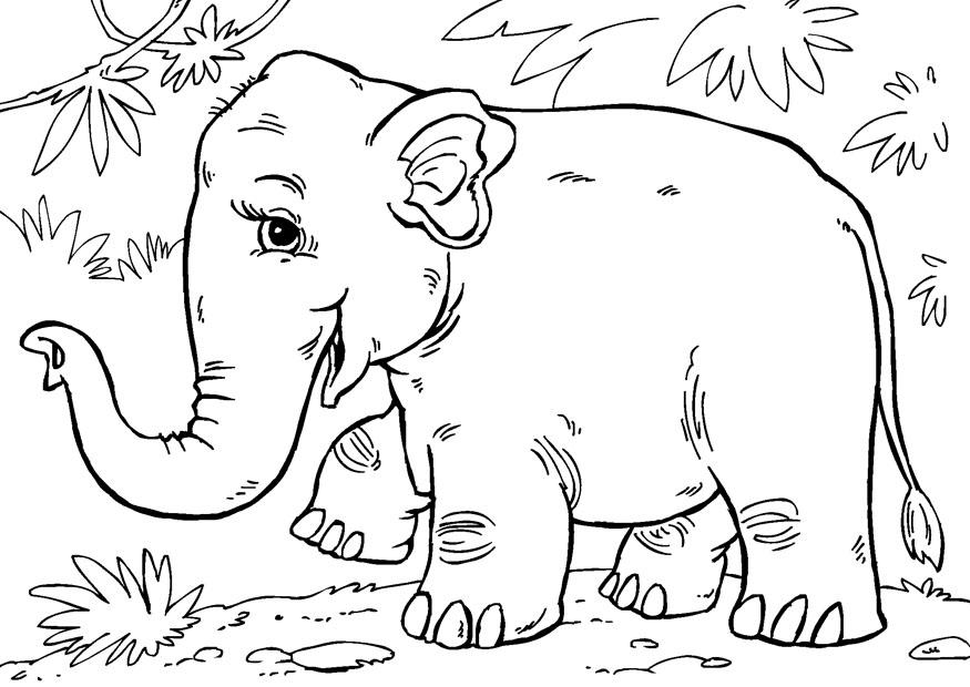 elefante asiatico Disegno da colorare elefante asiatico
