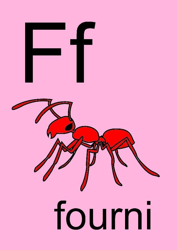 f immagine f