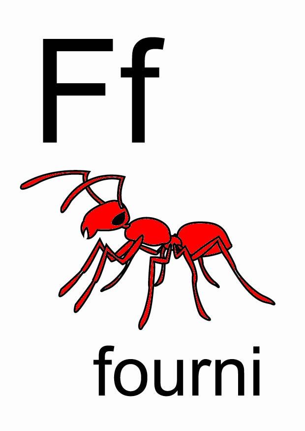 f immagine f