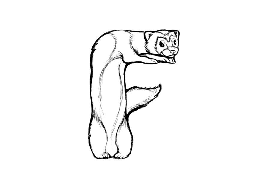 f-ferret Disegno da colorare f-ferret