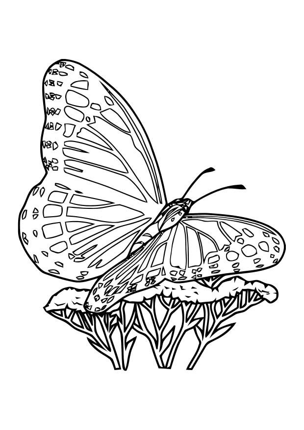 farfalla Disegno da colorare farfalla