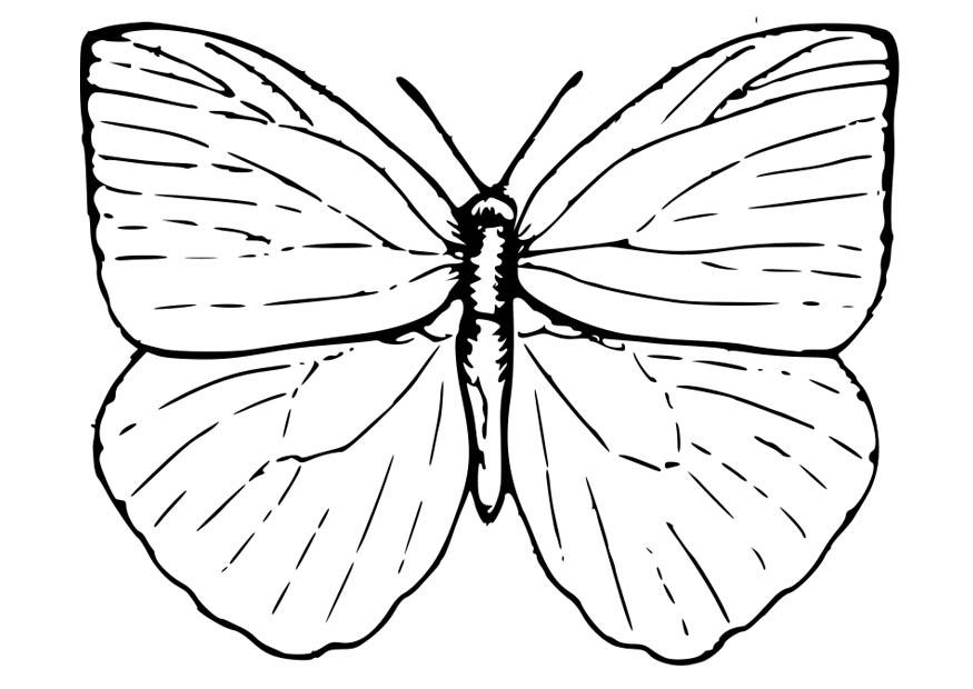 farfalla Disegno da colorare farfalla