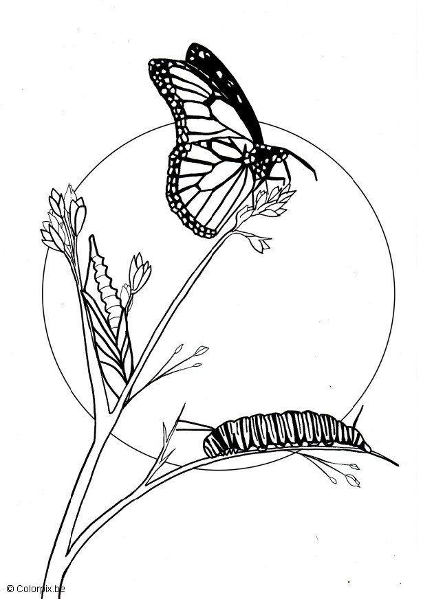 farfalla Disegno da colorare farfalla