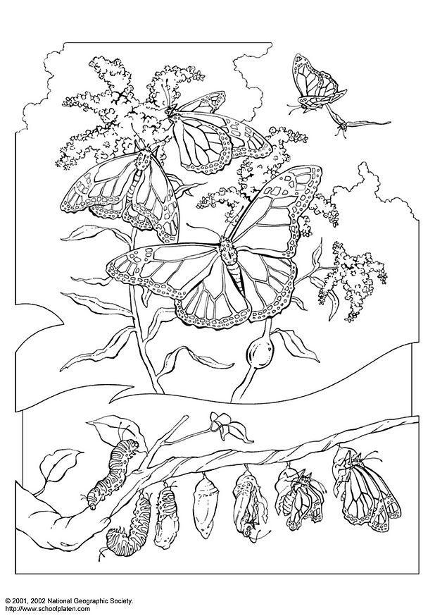 farfalla mariposa Disegno da colorare farfalla mariposa