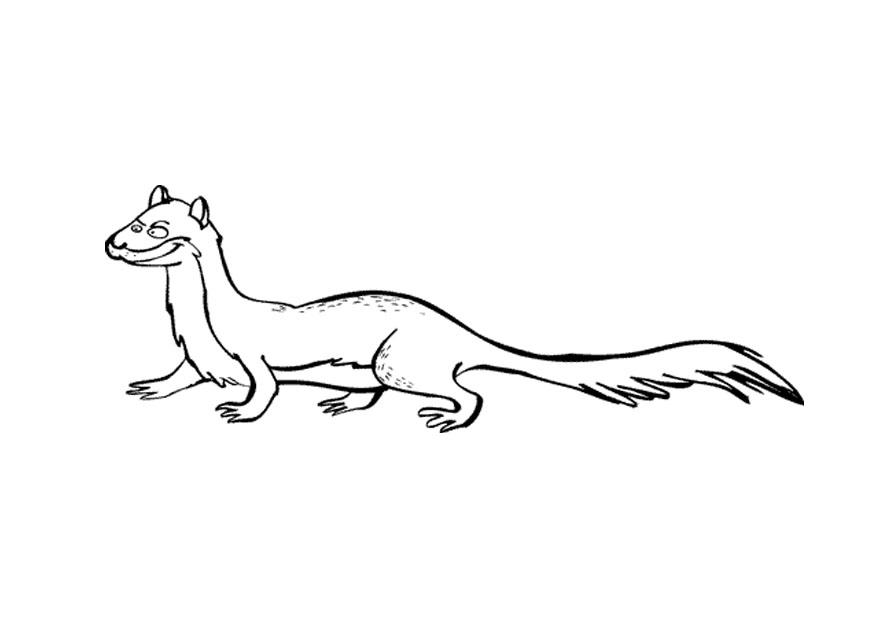 ferretto Disegno da colorare ferretto