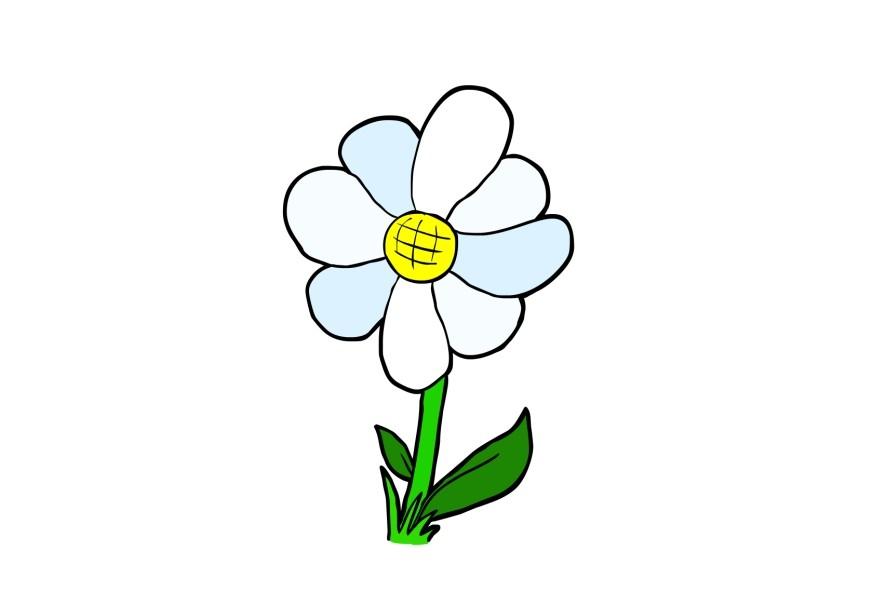 fiore immagine fiore